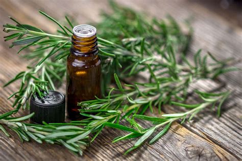 Magical qualities of rosemary